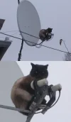 Pussy dish.webp