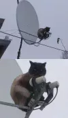 Pussy dish.webp