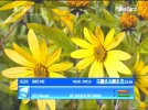 BBC HD.webp
