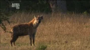 Animal Planet HD.webp