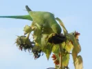parakeet 5.webp