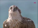 DOHA TV12-12 10-59-12.webp