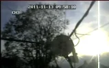 That bloody Tree.webp