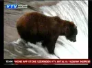 vtv 46e.webp