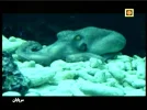 irib mostanad 13e.webp
