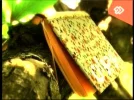 irib tv 2 13e.webp