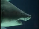 shark.webp