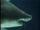 shark.webp