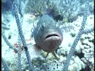 grouper 9e.webp
