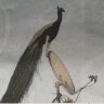 satellite hobby