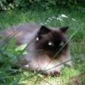Luxlizard